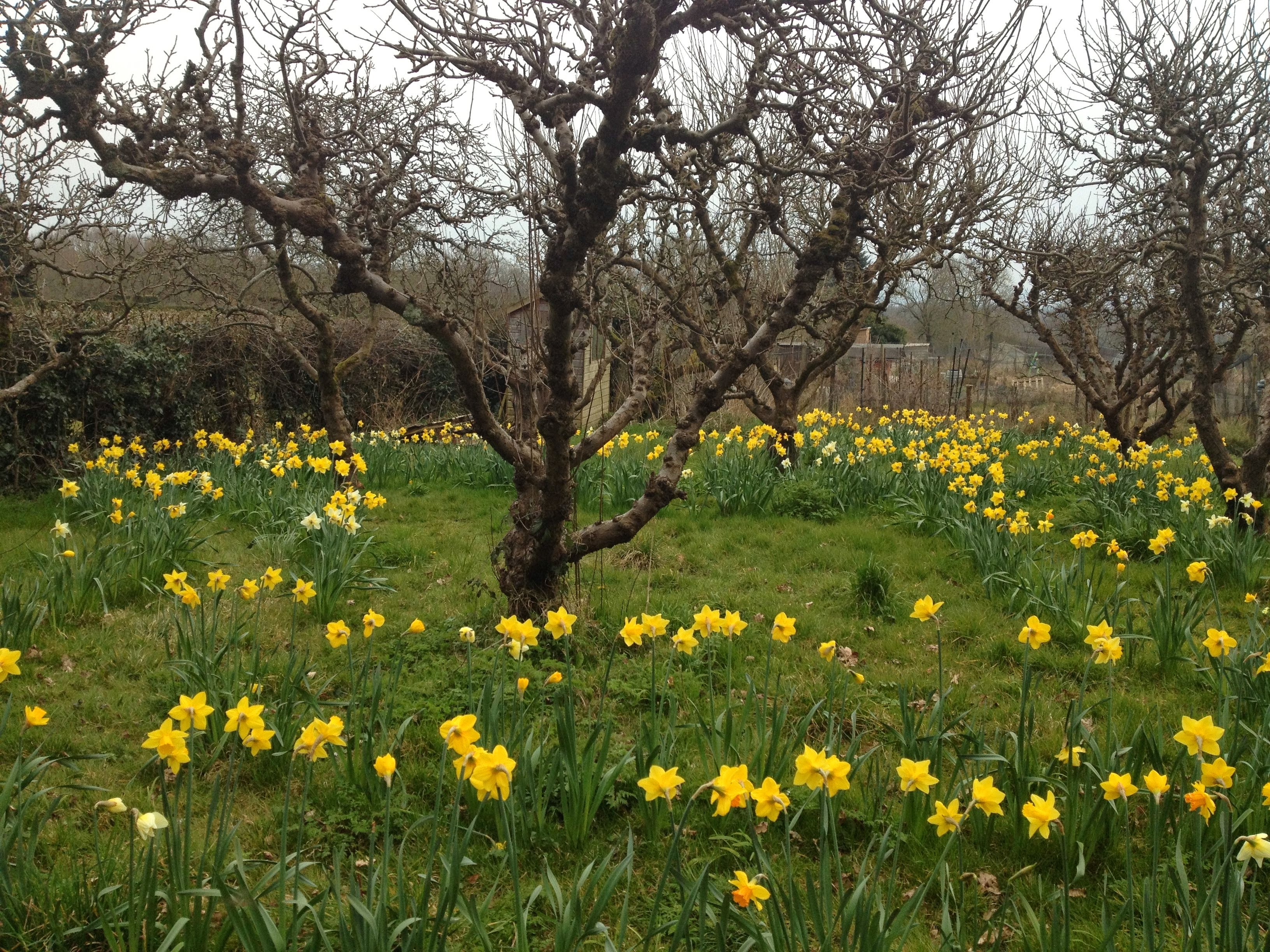 March of the Daffodils